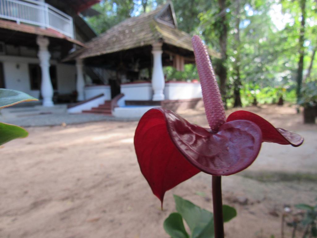 Marari Dreamz Villa Alappuzha Bagian luar foto